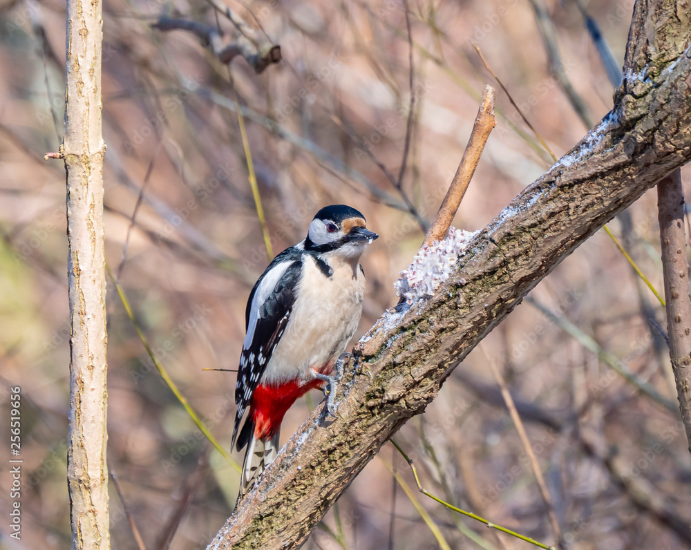 Woodpecker close up, winter season, eating fat with grains