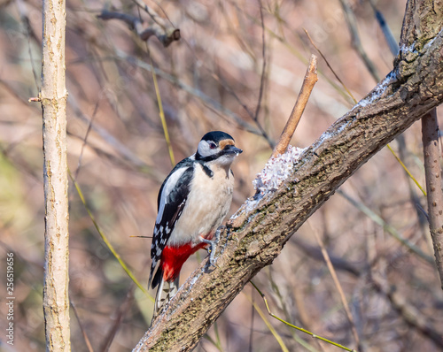 Obraz na płótnie Woodpecker close up, winter season, eating fat with grains w salonie