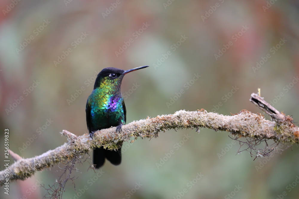 Fototapeta premium Colibri