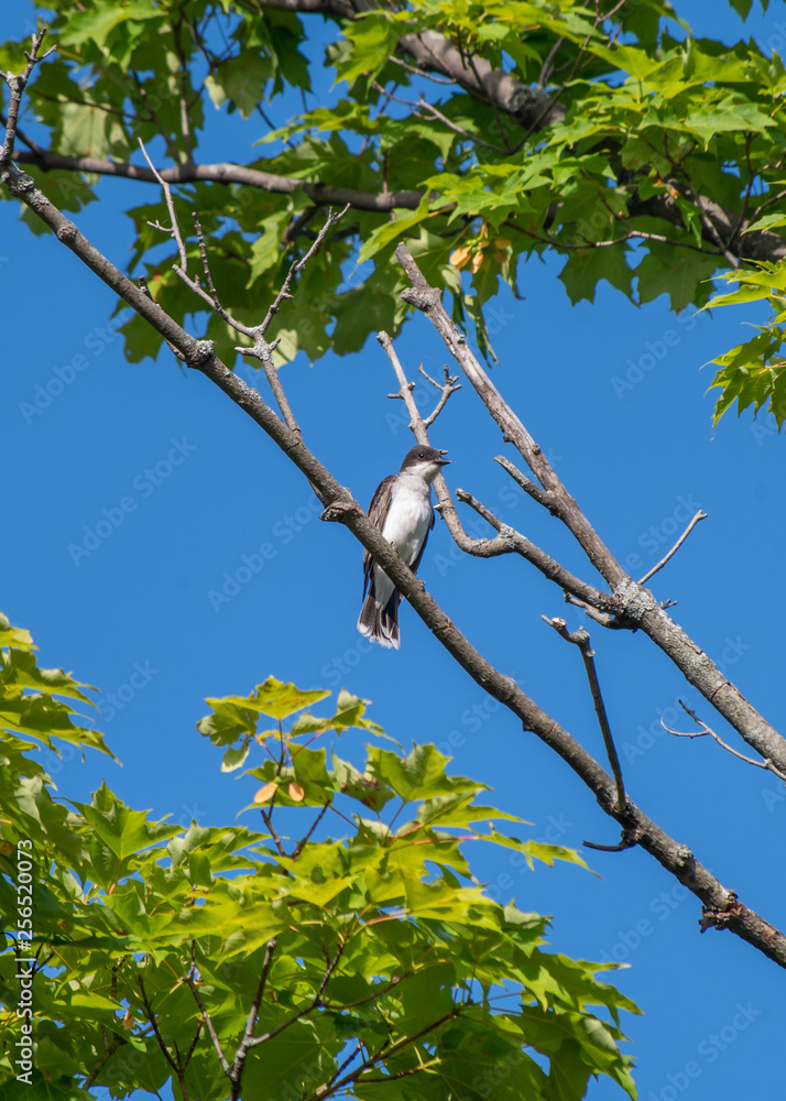Fototapeta premium Gray Jay
