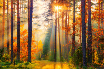 Foto auf Leinwand Wald Waldlandschaft  © alexugalek