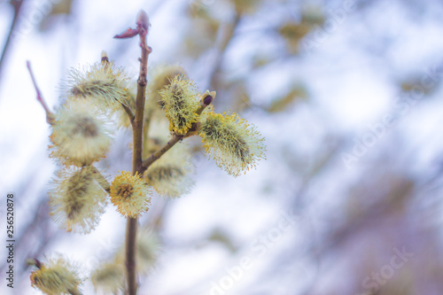 Close-up photo of spring young fresh leaves of the willow Verba on tree branches with buds, soft focus and blur background. Concept of holiday Easter and New life. © Fotony76