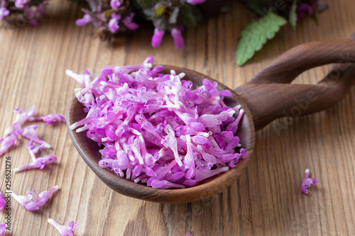 Fresh purple dead-nettle flowers on a spoon