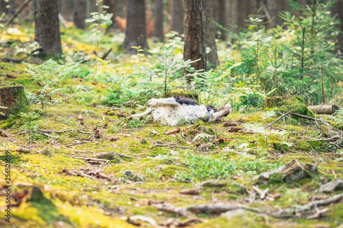 Lazy and crazy dog roll on the ground in the forest.