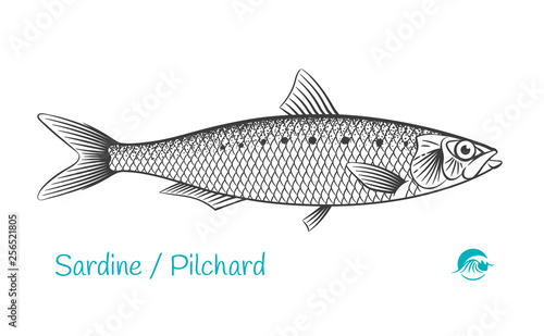 Pilchard hand-drawn illustration