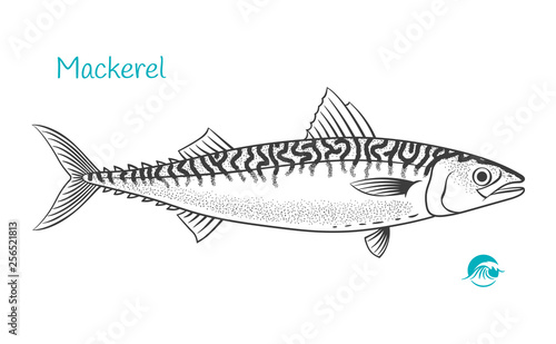 Mackerel hand-drawn illustration