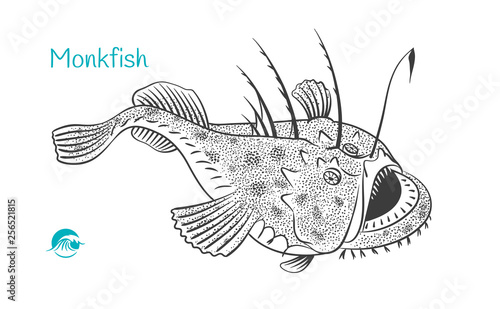 Monkfish hand-drawn illustration