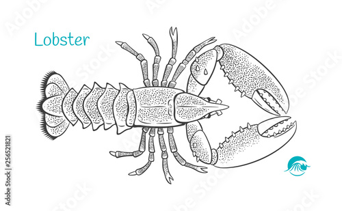 Lobster hand-drawn illustration