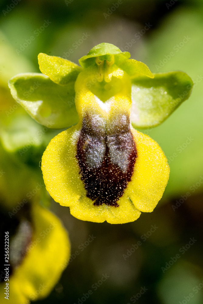 ophrys
