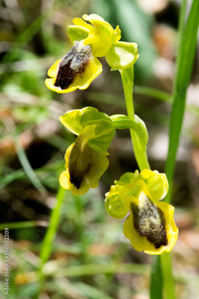 ophrys