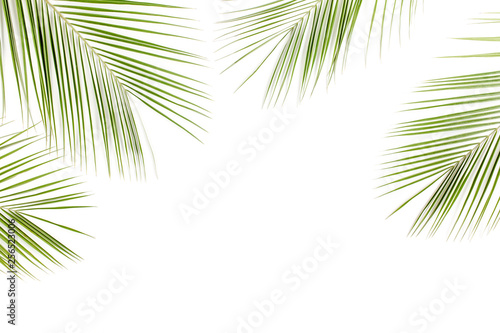 Tropical green palm leaves on white background. Flat lay  top view