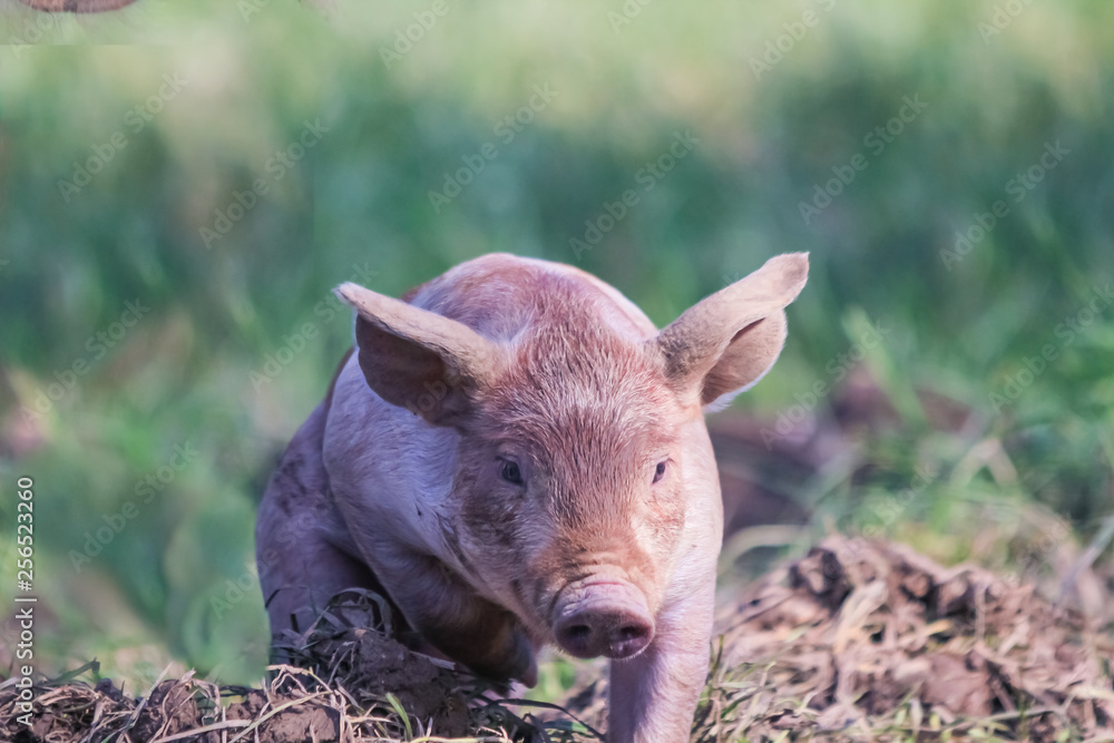 PINK PIGLET PINK PIGLET