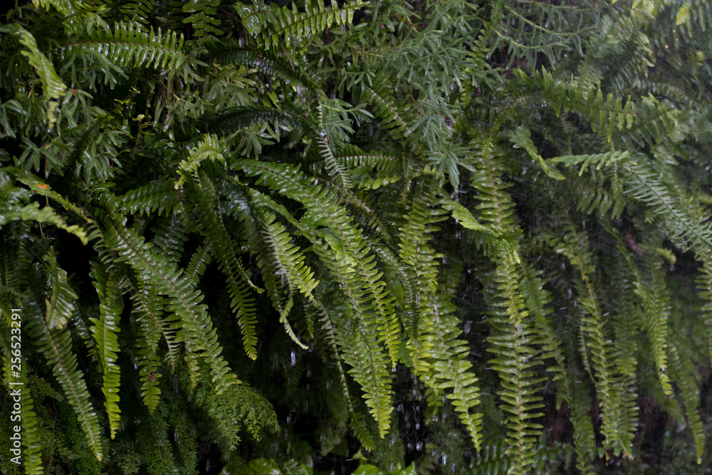 Wet ferns under the rain in garden