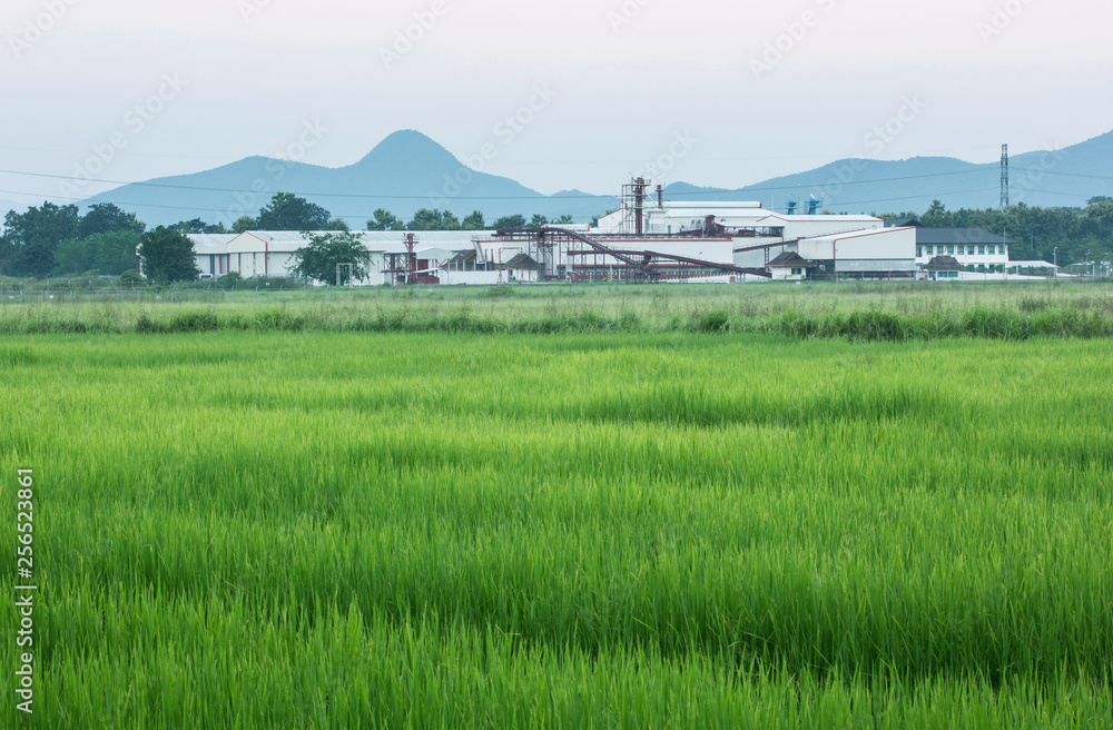 factory agriculture and the blue sky with rural area rice fields factory agriculture and the blue sky with rural area rice fields