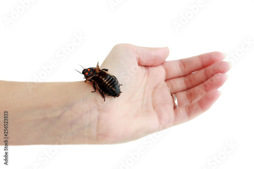 Cockroach little car Lucihormetica subcincta with orange spots sits on the hand. Cockroaches avtomobilchiki from the tropical rain forests of Colombia and Venezuela. Isolated.