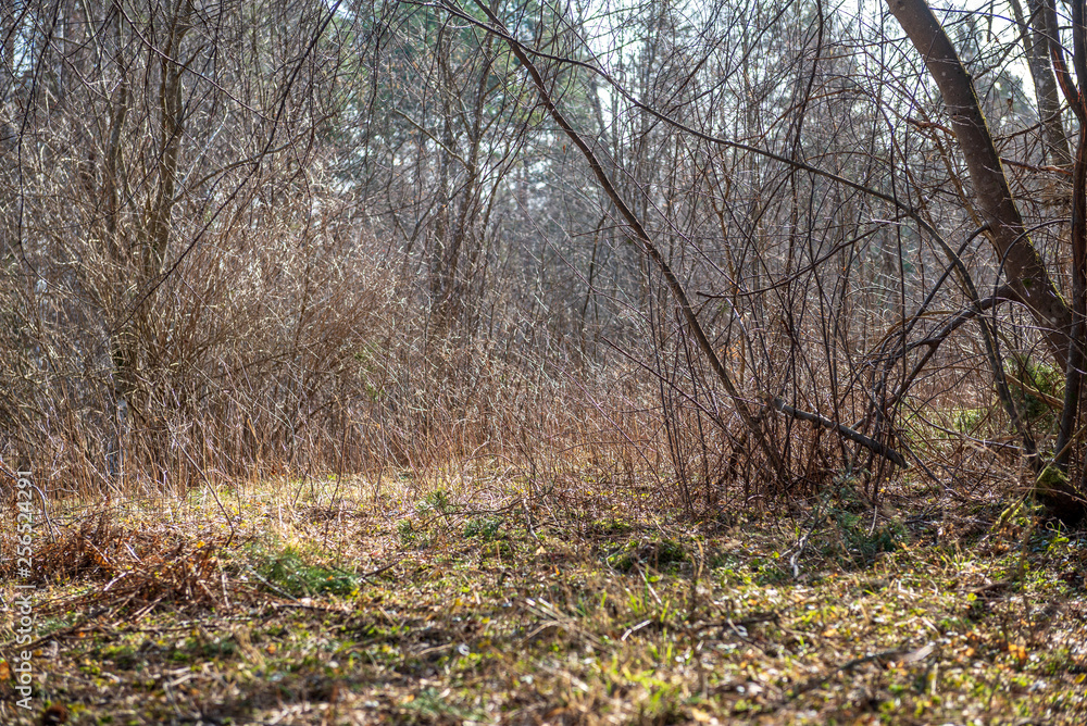 colorful spring bushes in latvian countryside colorful spring bushes in latvian countryside