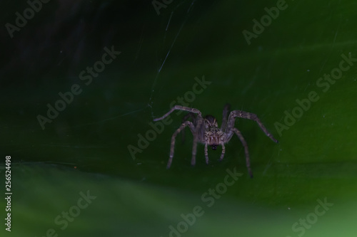 Macro photo of a spider hidden in the foliage, photographed in Minas Gerais, Brasil.
