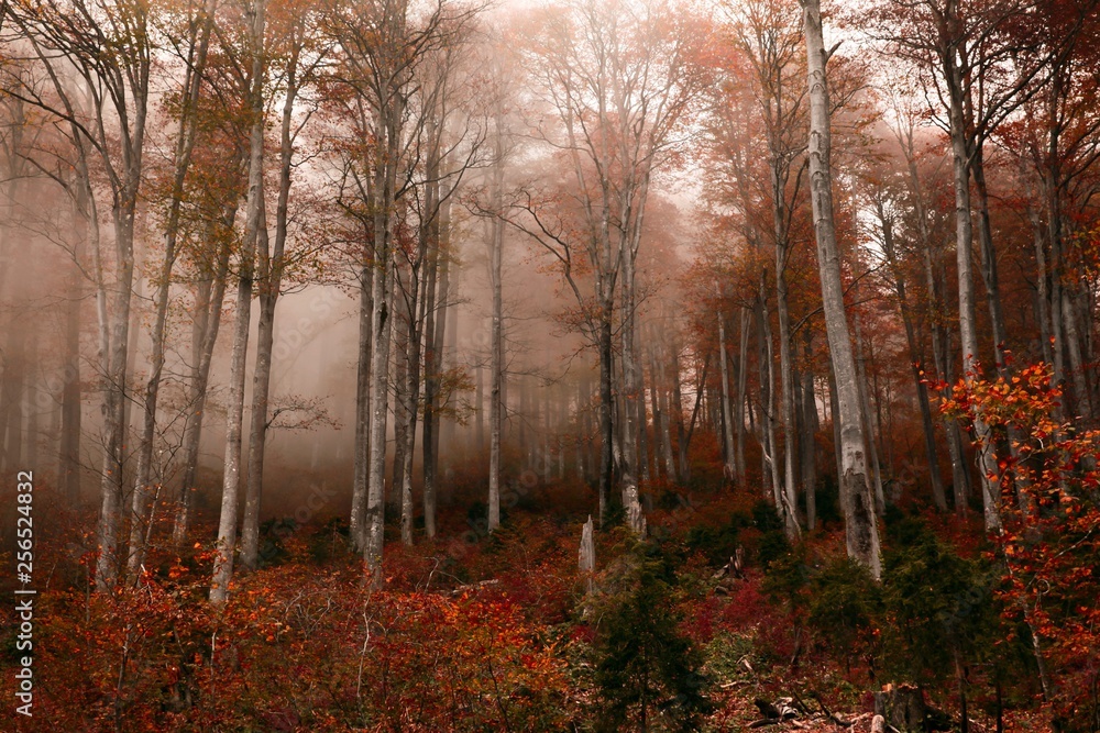 Obraz premium Autumn forest nature. Vivid morning in colorful forest with sun rays through branches of trees. Scenery of nature with sunlight.savsat/ARTVİN/TURKEY