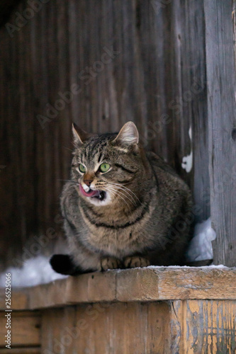  cat in an old wooden building in winter