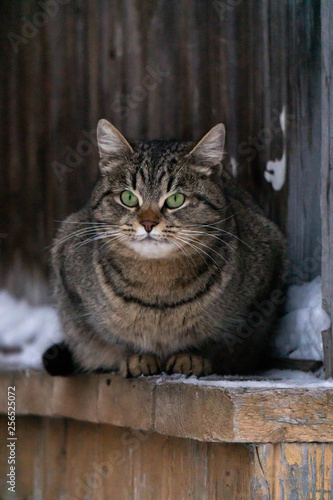  cat in an old wooden building in winter © Mariia