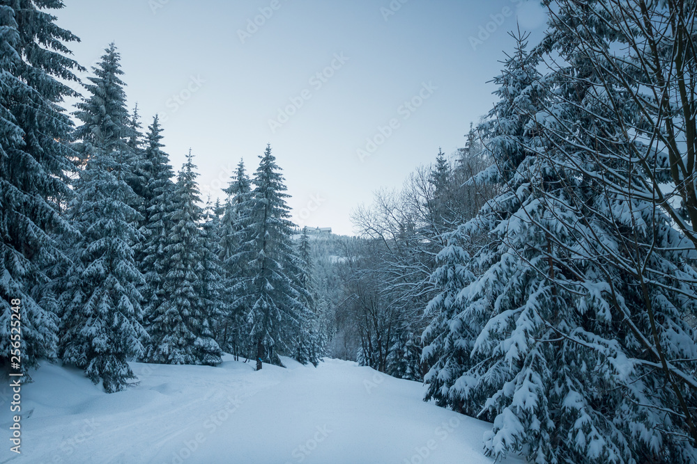 Winter view, trees covered with snow