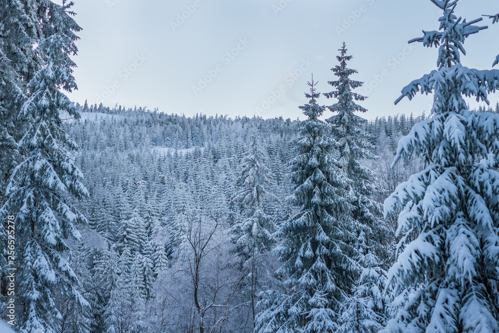 Winter view, trees covered with snow Winter view, trees covered with snow
