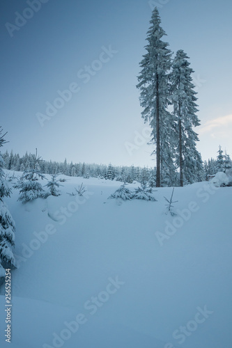 Winter view, trees covered with snow © metapompa