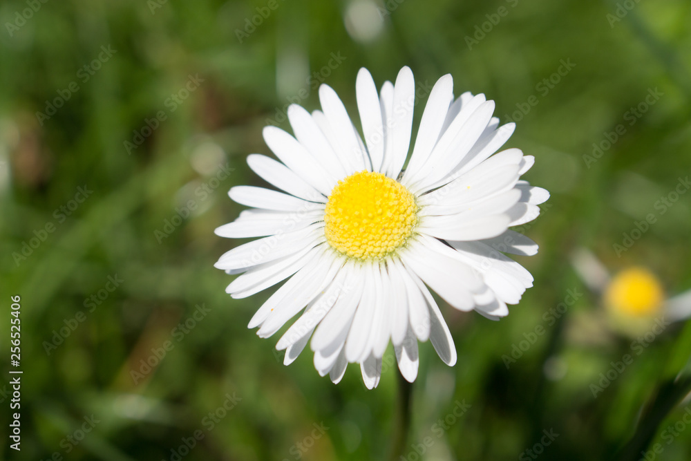 Daisy persistent and widespread growth, heralding the arrival of spring to our gardens, has resulted in children using its flowers to make necklaces and adults desperately trying to rid `weed`. Daisy persistent and widespread growth, heralding the arrival of spring to our gardens, has resulted in children using its flowers to make necklaces and adults desperately trying to rid `weed`.