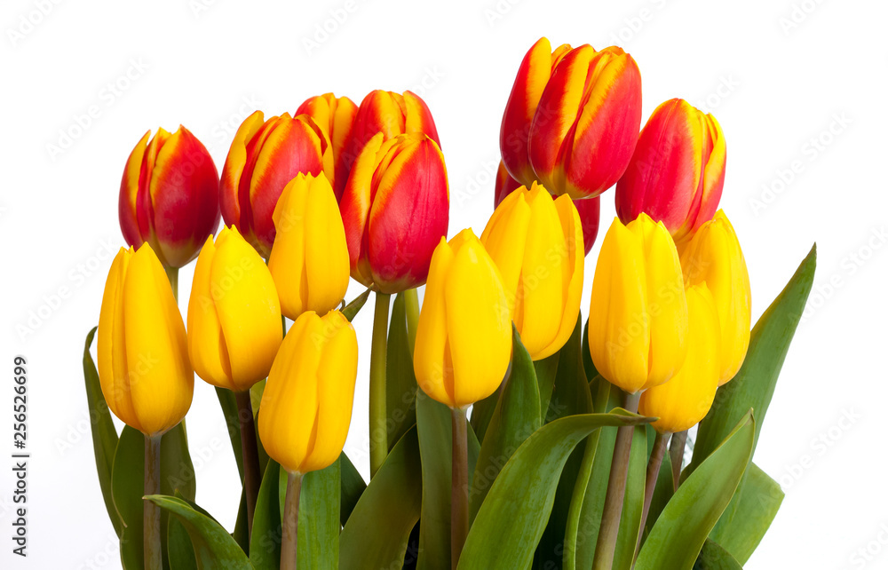 Bouquet of Yellow and red tulips isolated on white background. Bouquet of Yellow and red tulips isolated on white background.