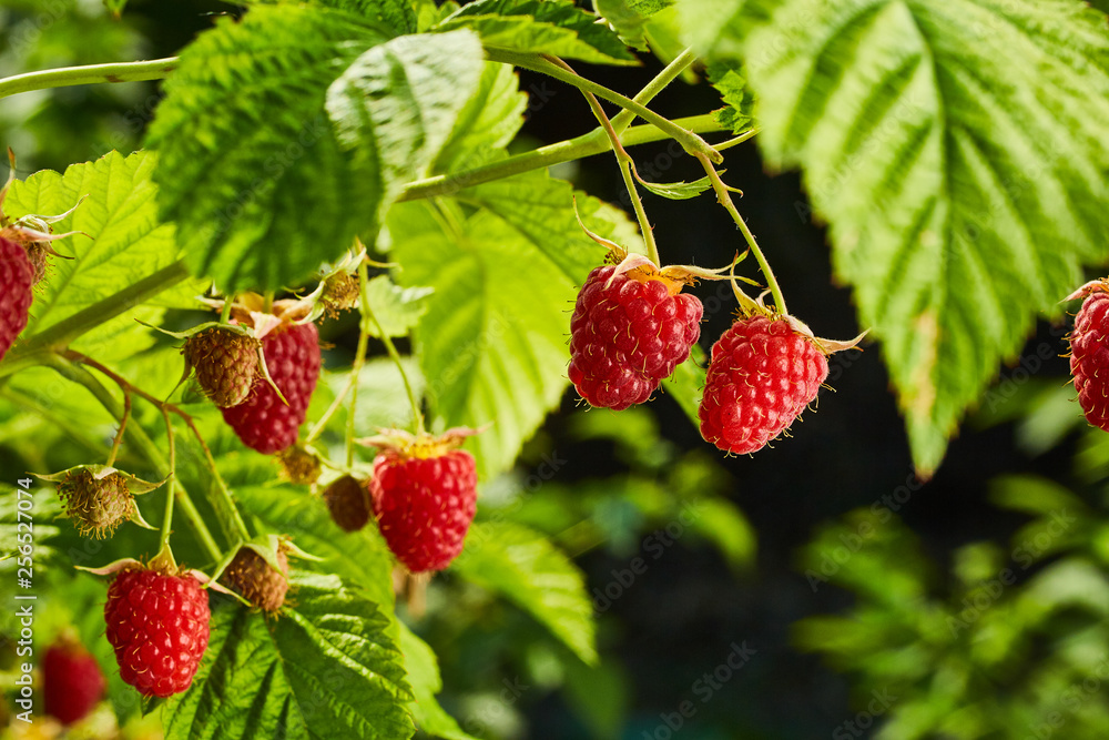 Close-up of ripe organic raspberry hanging on a branch in the fruit garden Close-up of ripe organic raspberry hanging on a branch in the fruit garden