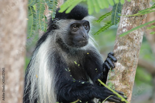 A thoughtful looking colobus monkey sits in the tree