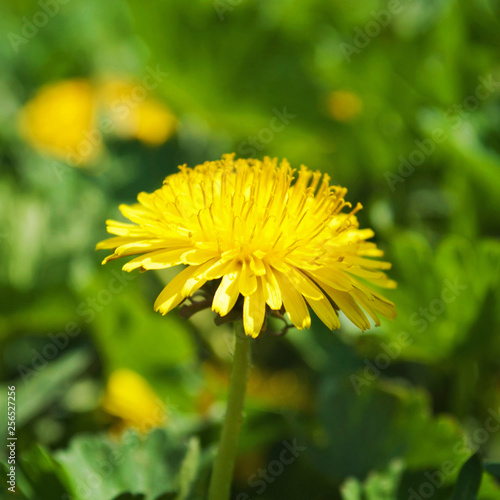 Blooming yellow dandelion on the background of green grass, close-up