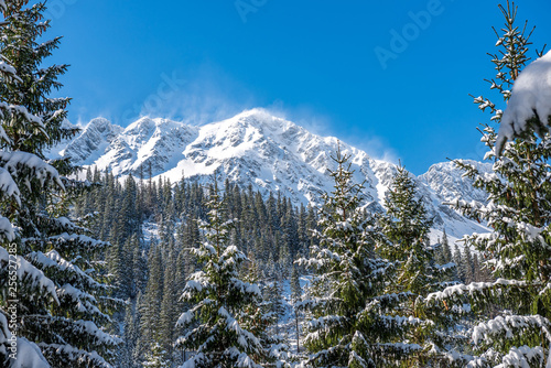 winter in Slovakia Tatra mountains. peaks and trees covered in snow