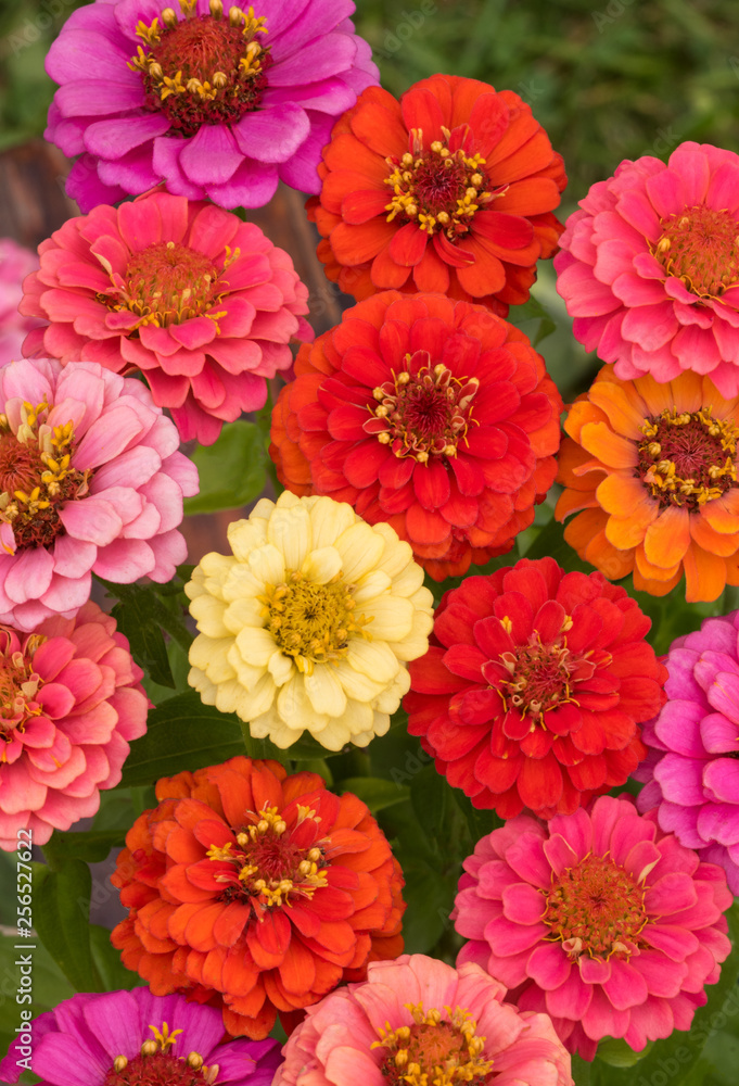 Zinnea thumbalina mix