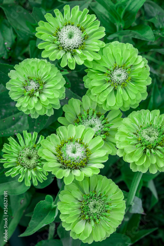Zinnia Green Envy Flowers