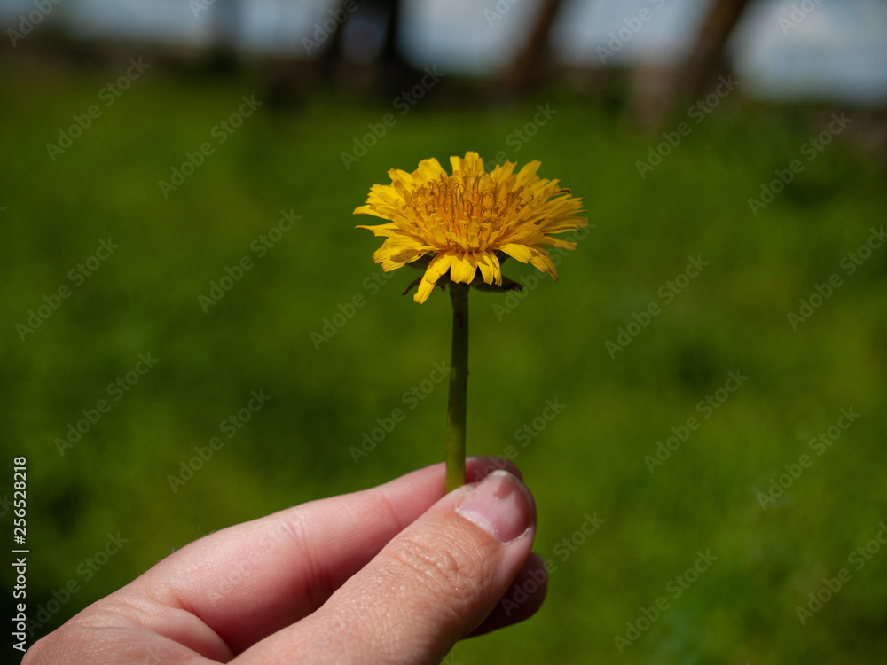 A person with a dandelion flower in his hand in spring A person with a dandelion flower in his hand in spring