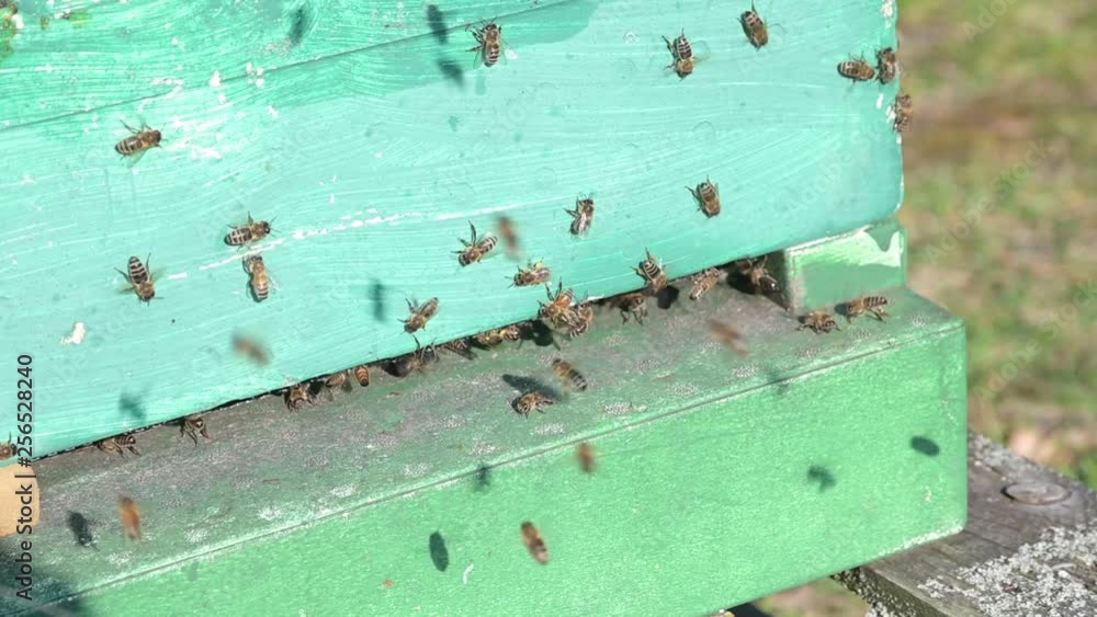 Bienen am Bienenstock und der Wabe Bienen am Bienenstock und der Wabe