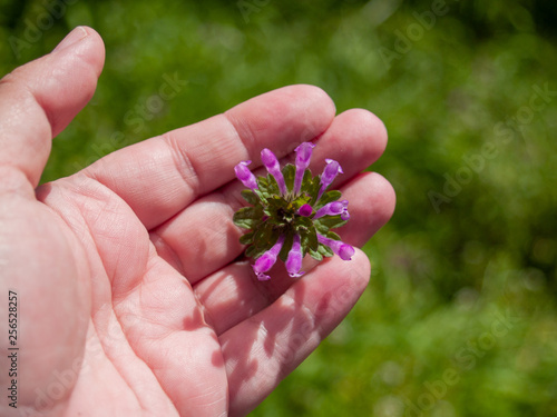 A person with a purple flower in his hand in spring