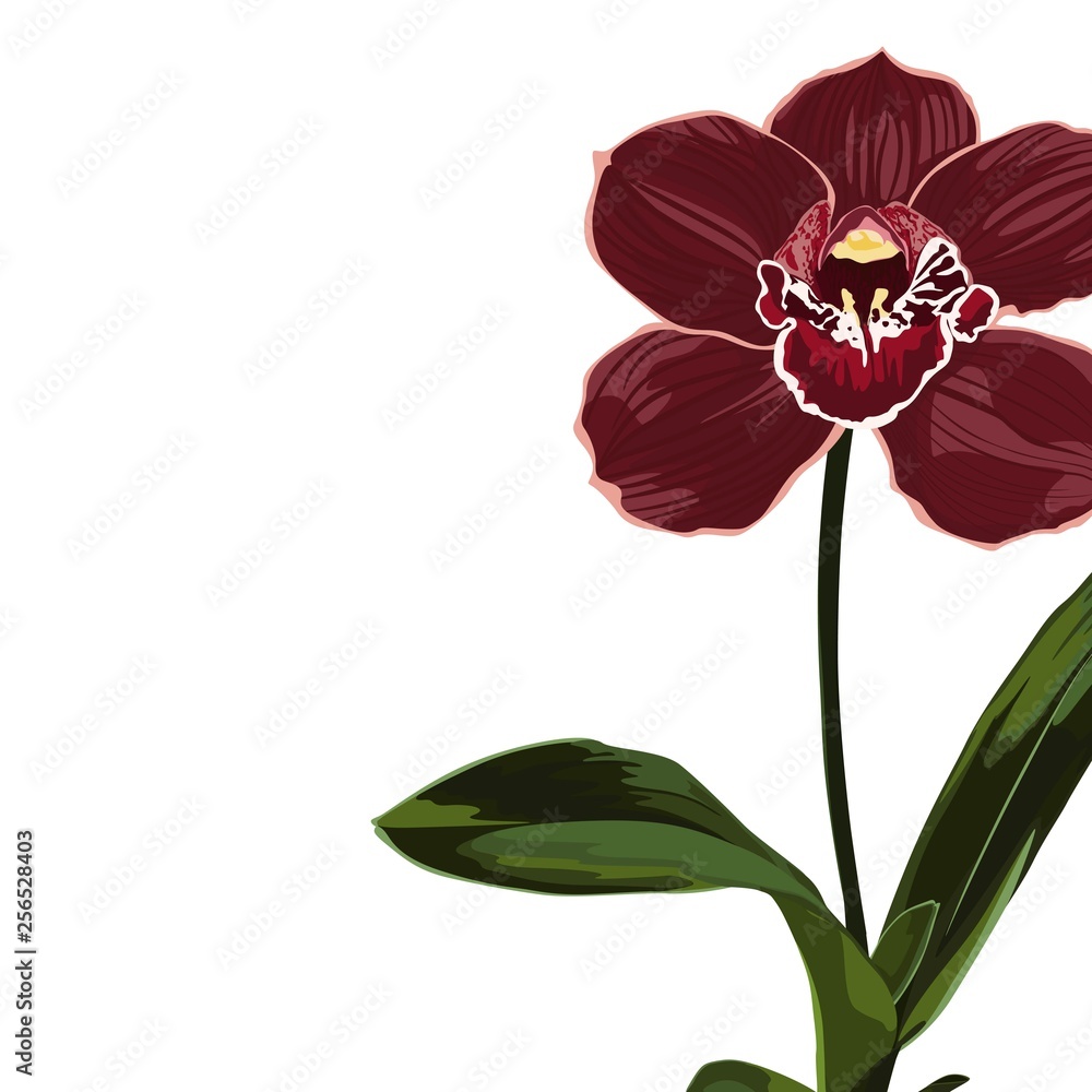 Obraz premium Tropical exotic burgundy orchid flower plant, elegant card template. Small floral garland.