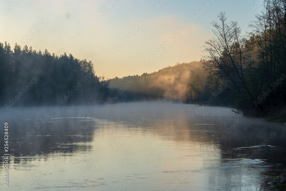 Obraz premium beautiful misty morning on the natural forest river Gauja in Latvia