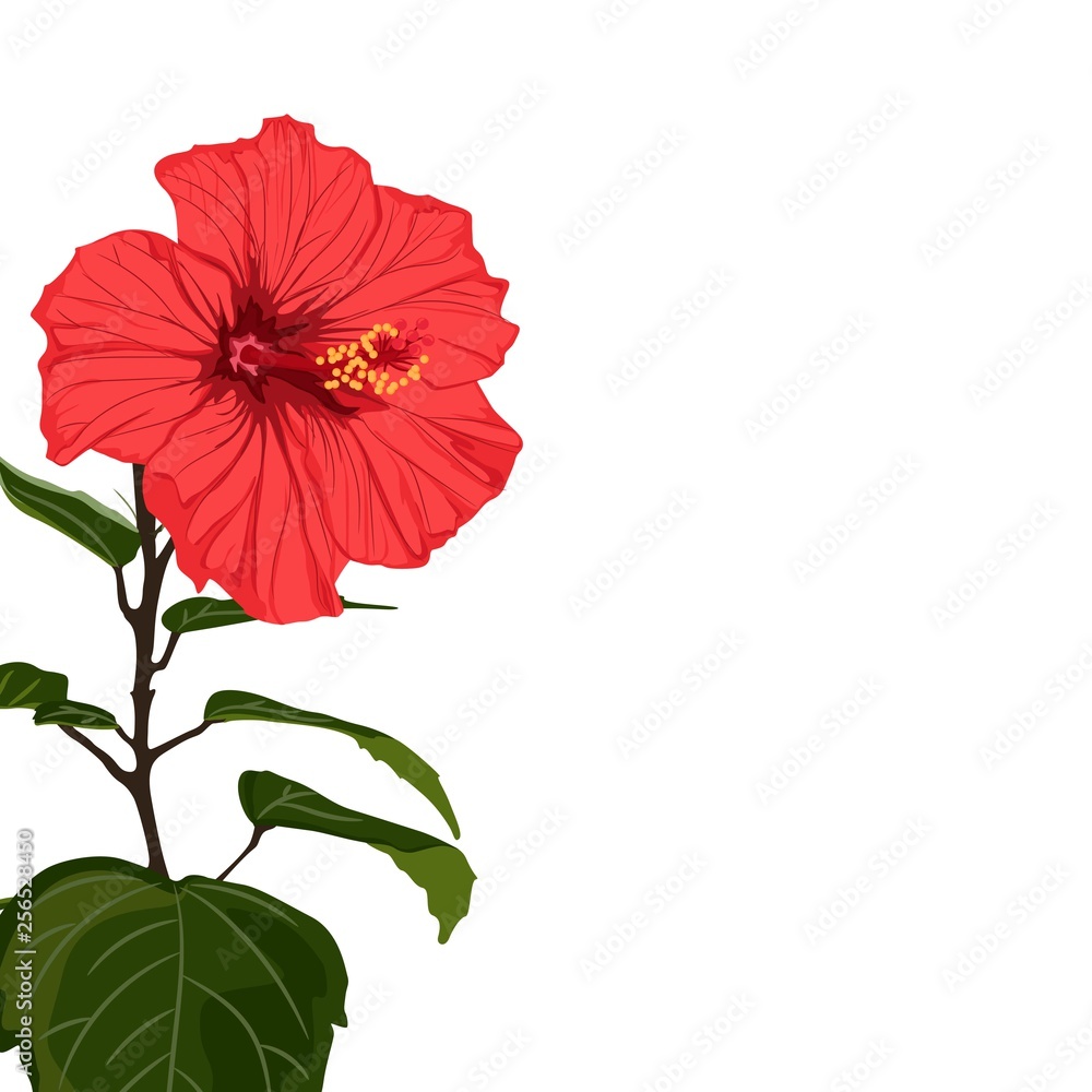 Fototapeta premium Tropical exotic red hibiscus flower branch, elegant card template. Small floral garland.