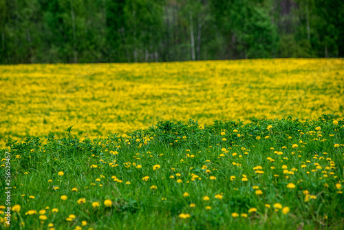yellow dandelions blooming in summer dat in green meadow