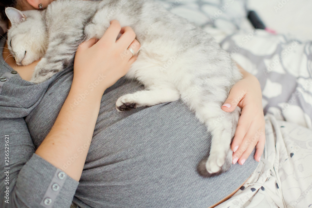 pregnant woman and grey cat pregnant woman and grey cat