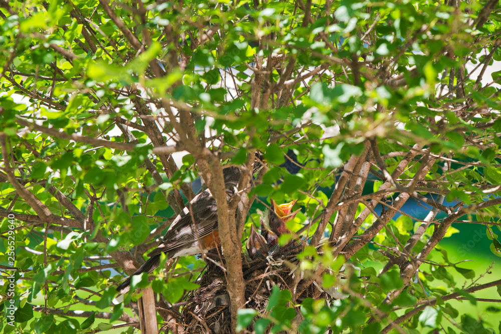 Baby robins raise their heads and beaks and squawk waiting to be fed by their mother after newly hatching in their nest Baby robins raise their heads and beaks and squawk waiting to be fed by their mother after newly hatching in their nest