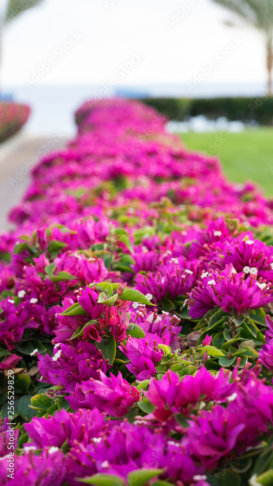 Obraz premium Palm trees,beautiful flowers and footway in tropical garden on Red sea coast, Sharm el Sheikh, Egypt