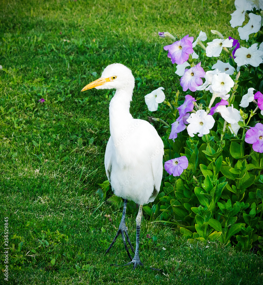 Obraz premium Egyptian white egret walks in search of food.