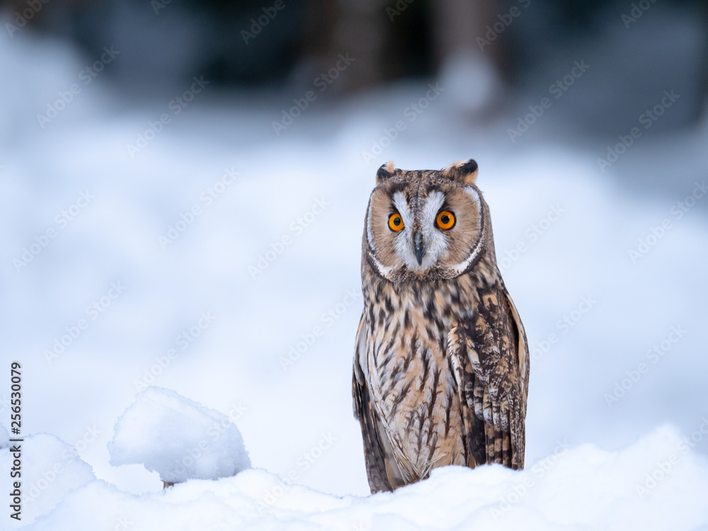 Long-eared owl (Asio otus) sitting on snow. Beautiful owl with orange eyes in snowy forest. Long eared owl portrait. Long-eared owl (Asio otus) sitting on snow. Beautiful owl with orange eyes in snowy forest. Long eared owl portrait.
