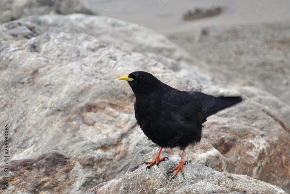 Obraz premium Chocard