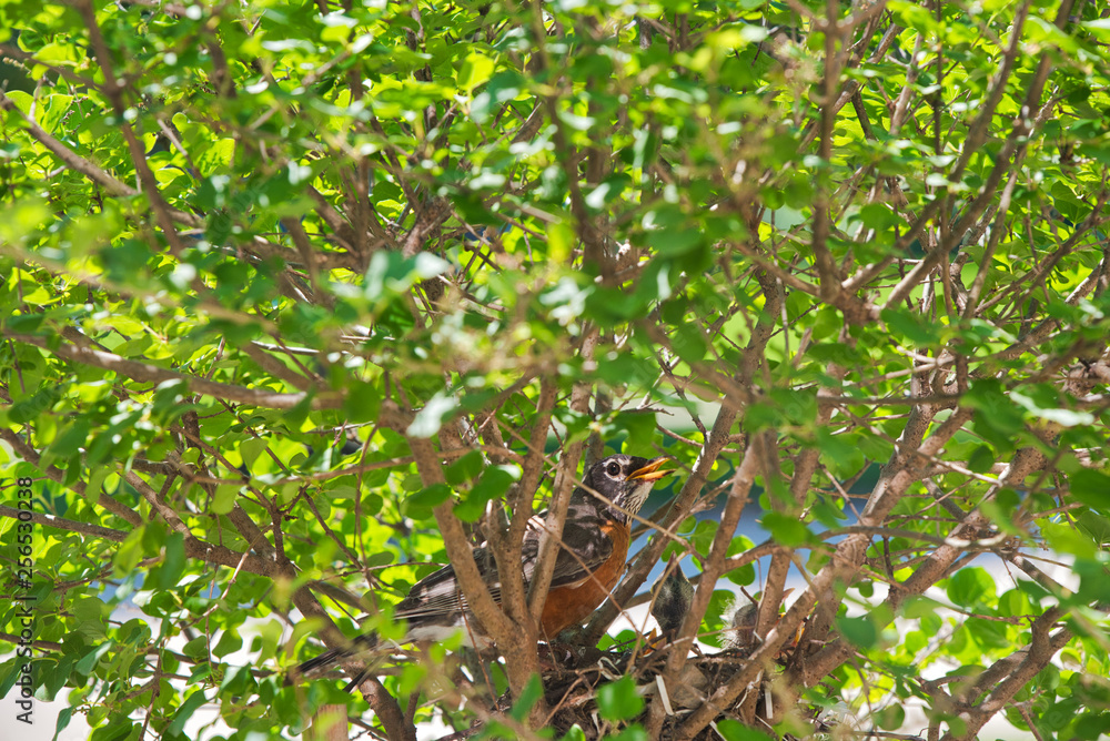 Baby robins raise their heads and beaks and squawk waiting to be fed by their mother after newly hatching in their nest Baby robins raise their heads and beaks and squawk waiting to be fed by their mother after newly hatching in their nest