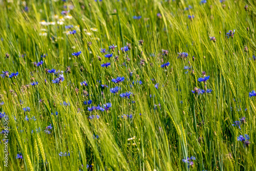 summer green meadow with random flowers blooming in mid summer day